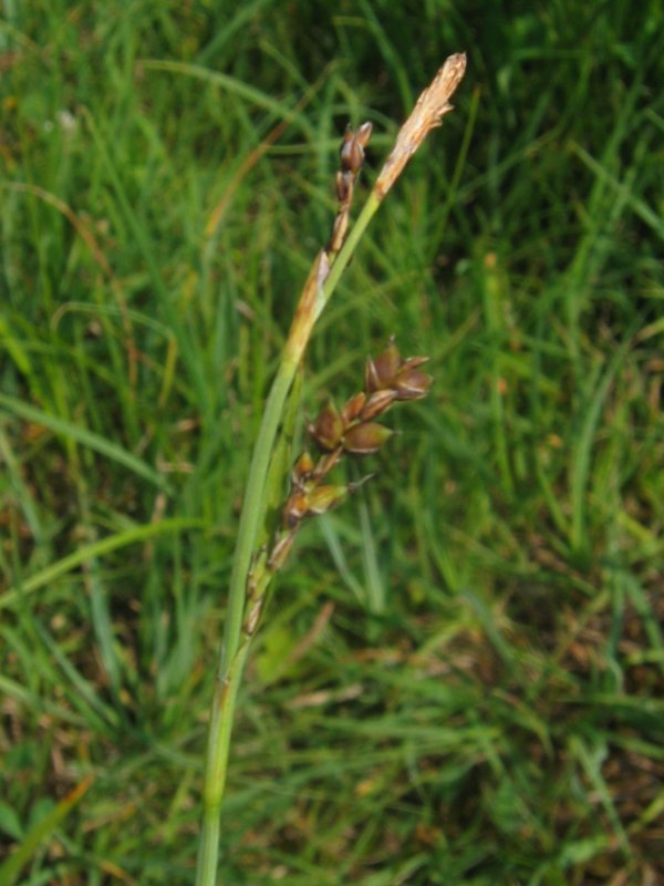 Edgehills Bog