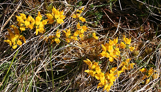 Laymoor Quag